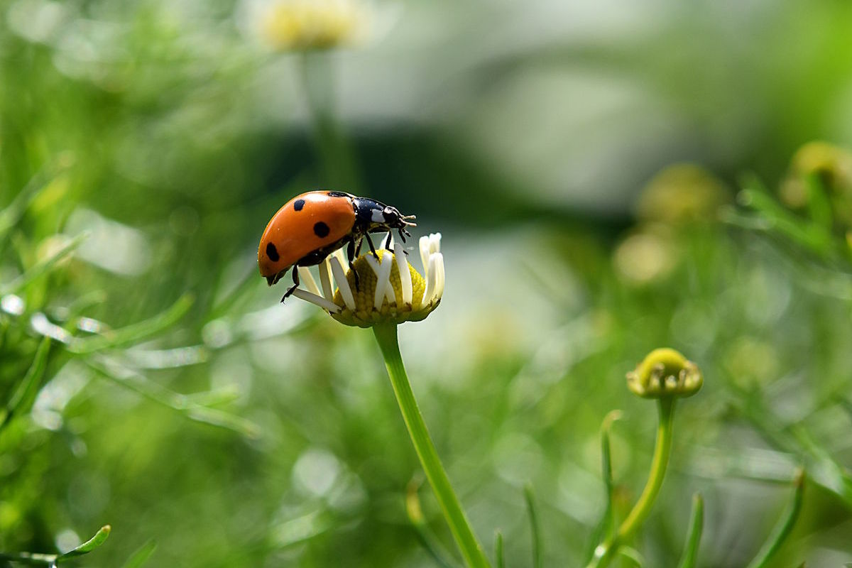 Marienkäfer auf der Blume